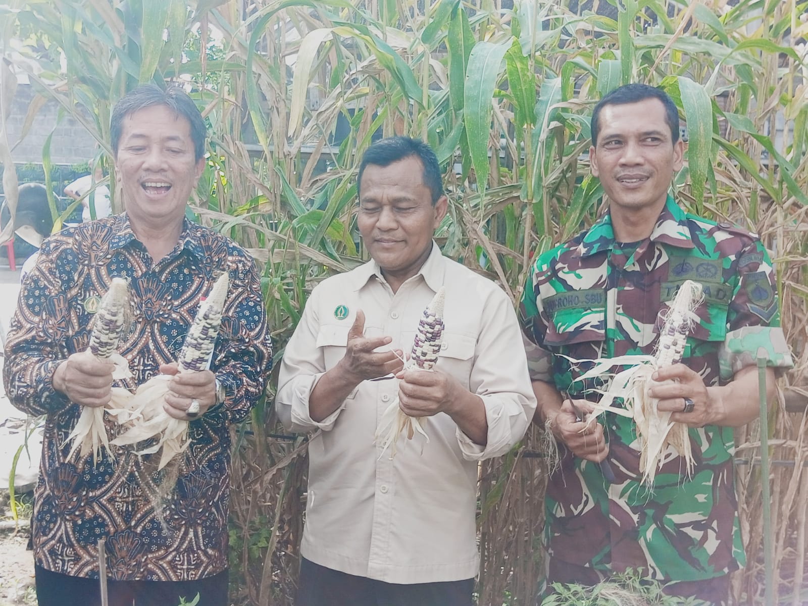 Penanaman dan Pembagian Bibit Kelengkeng, Panen Jagung, dan Petik Buah Rambutan di Poktan Hijau Daun
