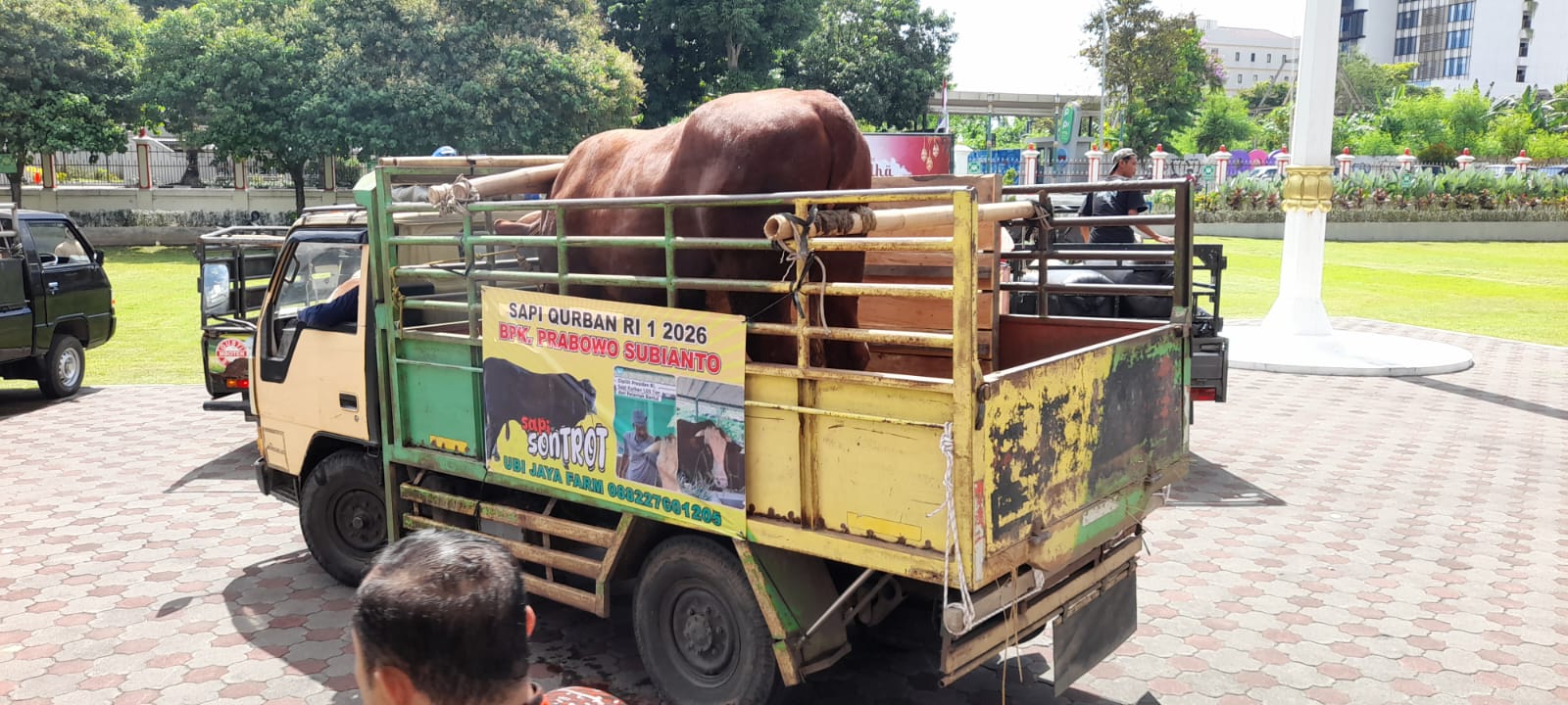 Sapi Kurban Presiden Prabowo Tiba di Masjid Al Husna Sleman