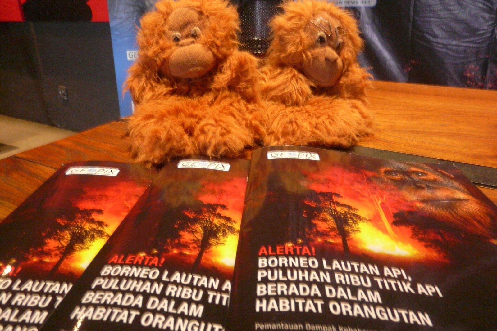 Karhutla Kalimantan Ancam Habitat Orangutan
